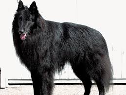 犬を家族に迎える前に